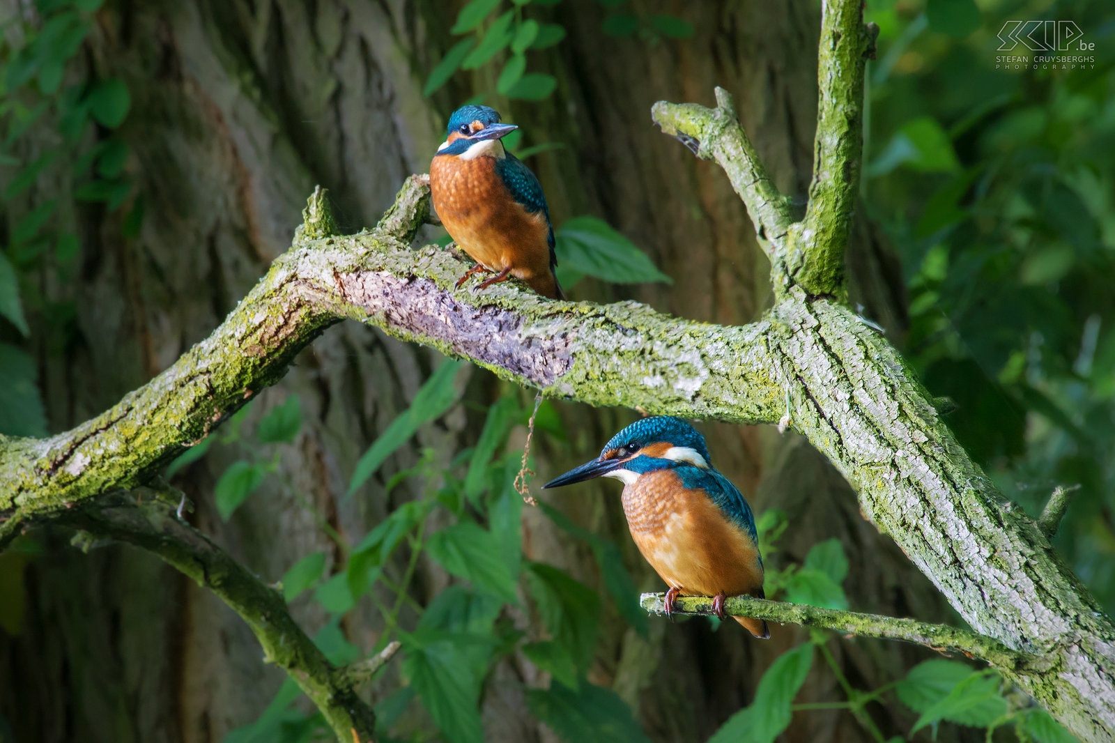 IJsvogels - Koppeltje Eindelijk heb ik in mijn thuisstad Lommel een plekje gevonden in de natuur waar een koppeltje ijsvogels regelmatig visjes komt vangen. De voorbije weken zat ik heel wat uren ’s morgens aan het beekje en ik heb dan ook verschillende goede foto’s van deze wondermooie maar schuwe vogeltjes kunnen maken. De ijsvogel (alcedo atthis) is een viseter met een fel blauw oranje vederkleed van ongeveer 16cm groot. De mannetjes zijn enkel van de vrouwtjes te onderscheiden door hun pikzwarte ondersnavel terwijl deze bij vrouwtjes een donkerrode vlek heeft. Stefan Cruysberghs